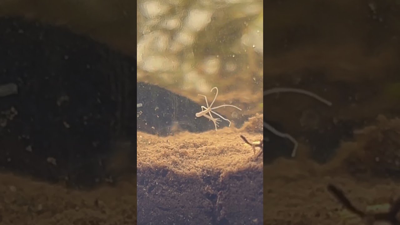 Unmasking the Immortal Monster Legendary Beasts and Eternal Mysteries 