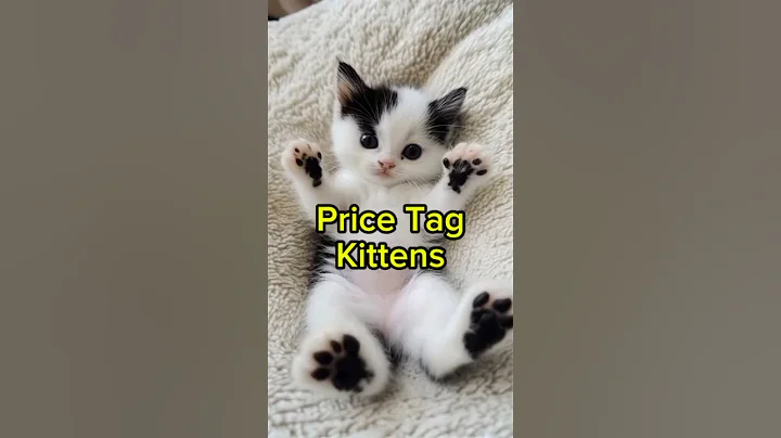 Video 8933601: kitten kucing catlover cute, kitten funny catlover kucing, cat funny kitten kucing, cats cute kittens compilation