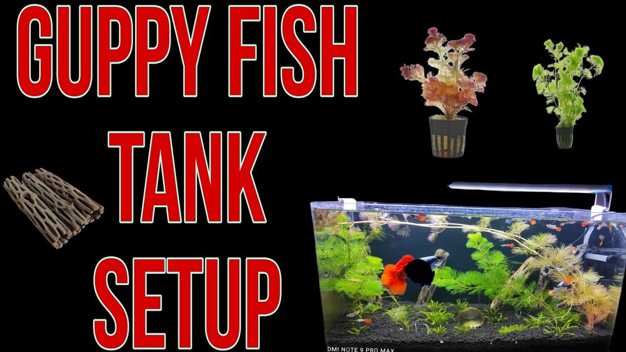 Guppy Fish Tank Setup What do guppies like in their tank? Rare