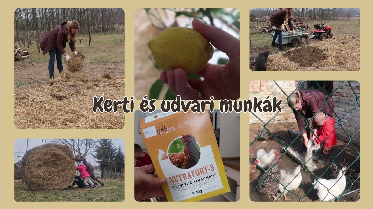 KERTI ÉS UDVARI MUNKÁK (mulcsozás, ásásmentes ágyás, tyúkok, kertrendezés)