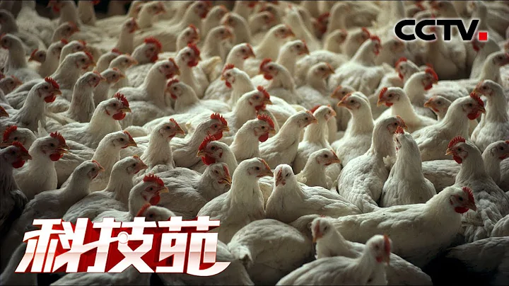 《科技苑》 42天能健康出欄 高效養成白羽雞的額訣竅 20190725 | CCTV農業 - 天天要聞
