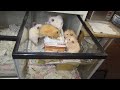 部屋の紹介をしてきます