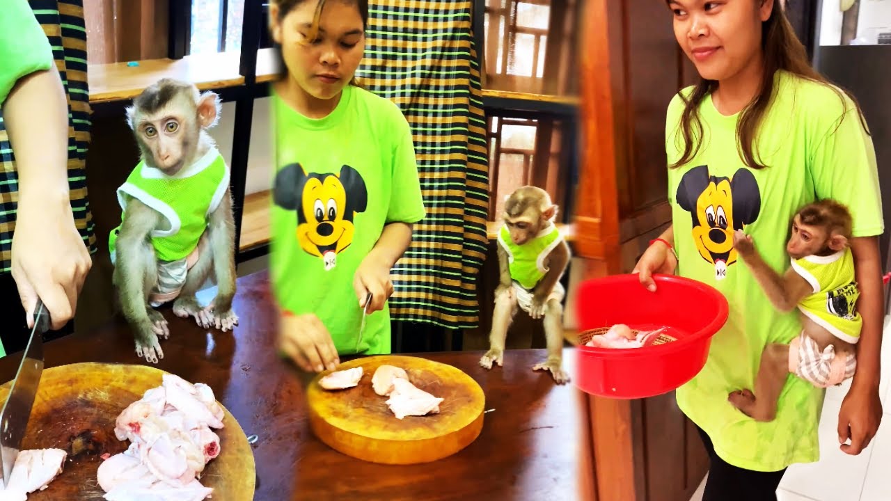 Monkey Bryan watches Mum cook deep-fried chicken wings with steamed rice.