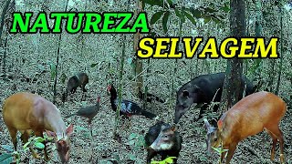 Registros da vida selvagem capturados pelas câmeras na floresta: Temporada da castanha do Para!