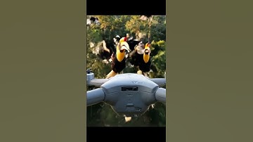 Bird attacks drone  #aivideo #drone #fpv #dji #short​ #shorts