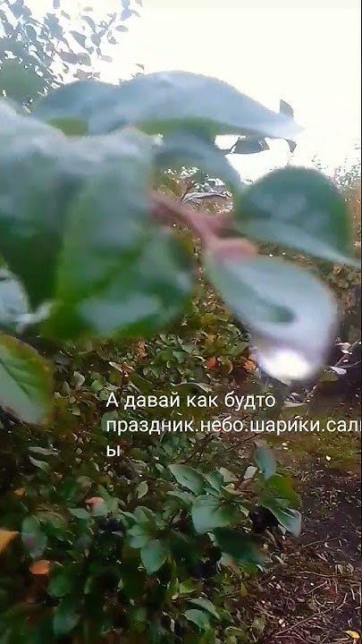 напитки покрепче.слова покороче. - YouTube