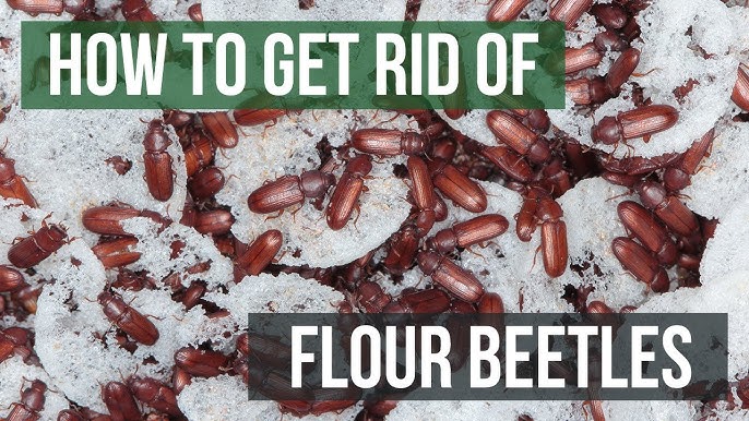 How to Get Rid of Flour Moths (4 Easy Steps) 