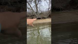 Where Do Catfish Spawn???
