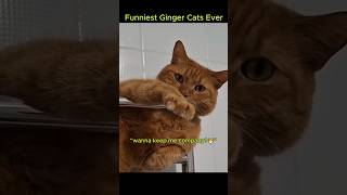 Funniest Ginger Cats Ever