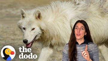 Scientists Brought Dire Wolves Back From Extinction...Sort Of | The Dodo