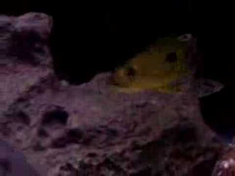 malawi map F1 Exochromis anagenys