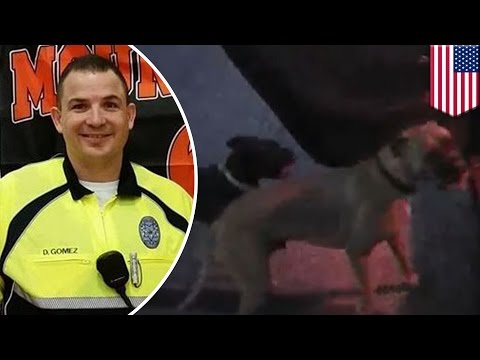 Cop and dogs: Police officer does not shoot aggressive dogs, puts them in car - TomoNews