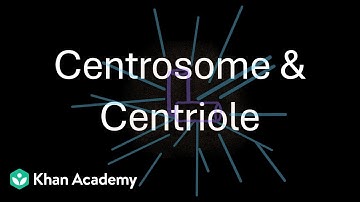 Centrosome & Centriole | Cell the unit of life | Grade 11 | Biology | Khan Academy
