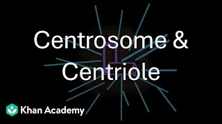 Centrosome & Centriole Cell The Unit Of Life Grade 11 Biology Khan Academy