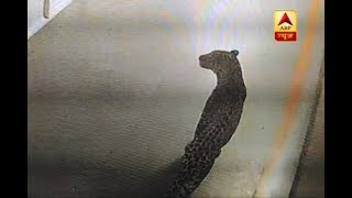 Gurugram: Leopard enters Maruti Suzuki&#39;s Manesar plant late at night