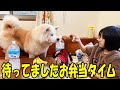 お弁当タイムが大好き♪秋田犬そうすけ・シェパードマック【VLOG】