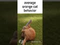 Average orange cat behavior  shorts catsanddogs catsanddogsmovie