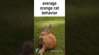 Average Orange Cat Behavior