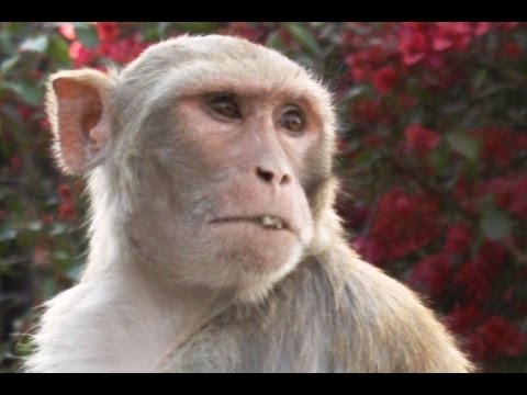 brian williams SILLY MONKEYS s.i.2