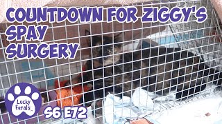 Countdown Day For Ziggy's Cat Spay Surgery | S6 E72 Lucky Ferals Cat Videos - Feral Kittens