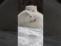 Arctic Foxes Use Their Tails As Blankets Arcticfox Wildlife 