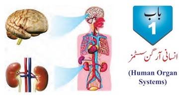 Science 8th Ch-1Human Organ Systems Solved Exercise and key Points