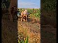 Unseen Horses of România #horse