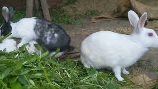 4k Rabbit video  | Beautiful Rabbit video  | Rabbit video | #daily #cute #funny