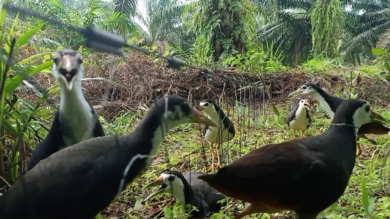 Cara Jerat Burung Ruak-ruak dari 2 sisi | Hasilnya MantaB sekali|