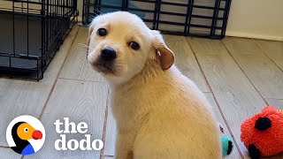 Rescue Puppy Owns Her Foster Mom | The Dodo