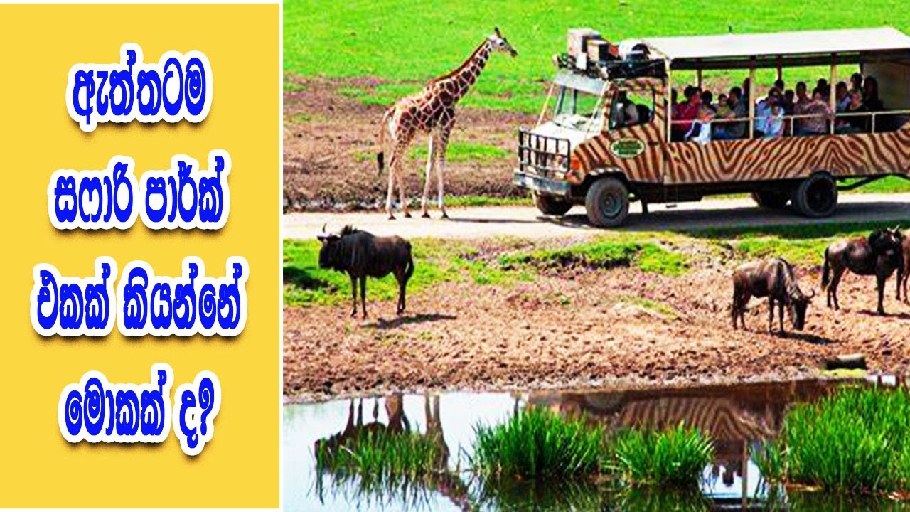 safari meaning sinhala