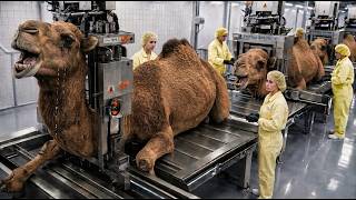 Inside the Camel Milk Soap Factory 😱 | How Luxury Camel Milk Soap Is Made