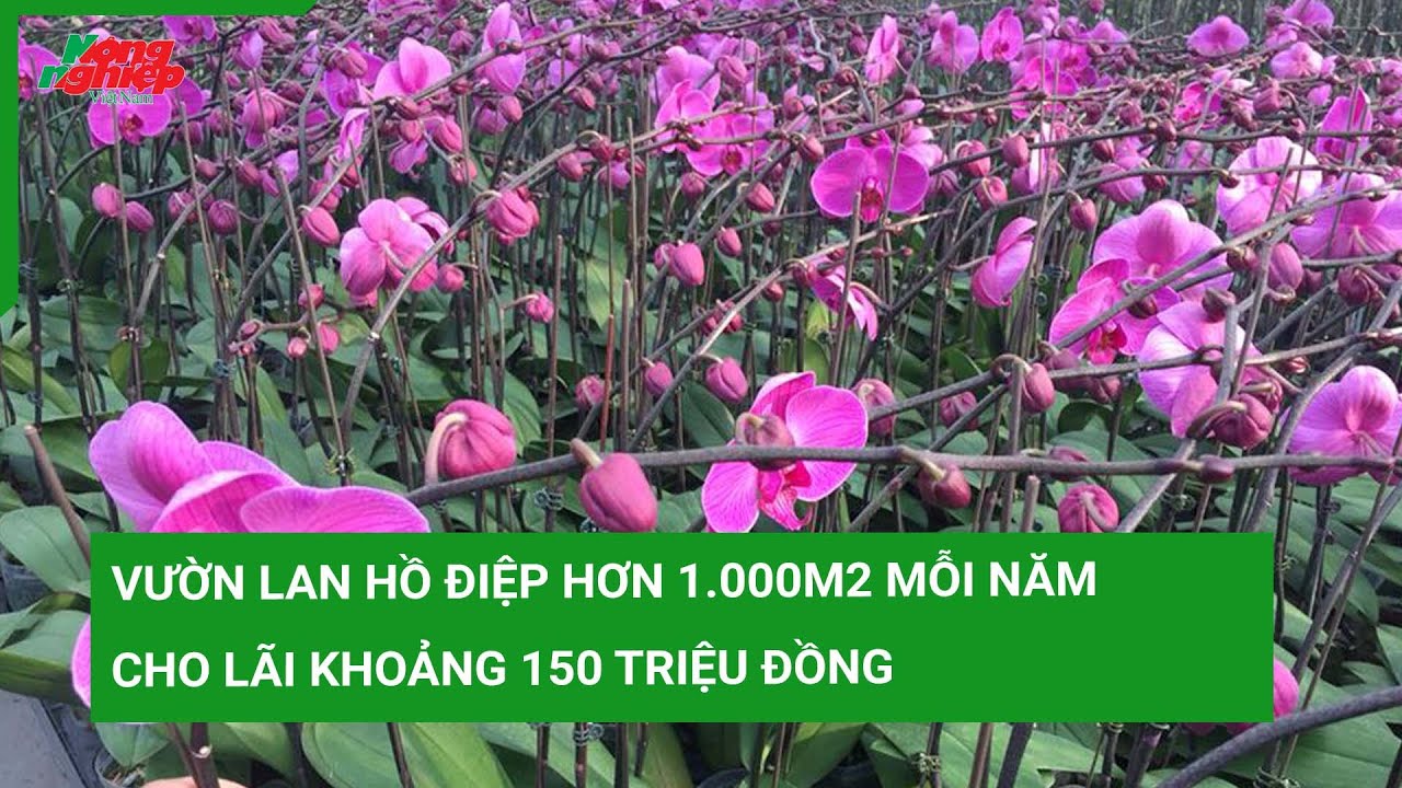 Vườn lan hồ điệp hơn 1.000m2 mỗi năm cho lãi khoảng 150 triệu đồng