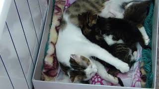 Котята начинают кормиться маминым молоком. Котята начинают кормиться маминым молоком.