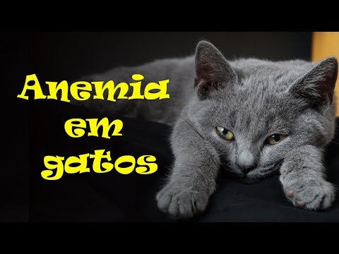 Vídeo: Anemia Devido à Deficiência De Ferro Em Gatos