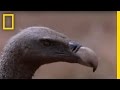 Vultures Steal Hyena's Lunch | National Geographic