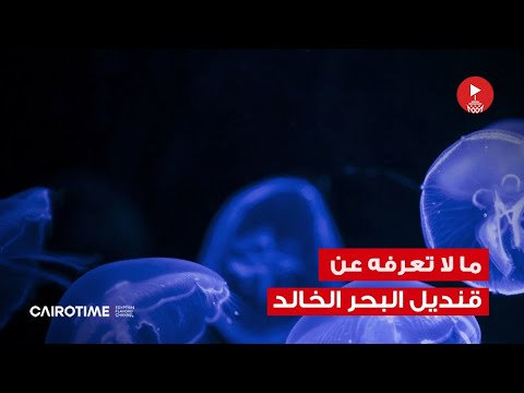 قنديل البحر الخالد اللي حير العلماء