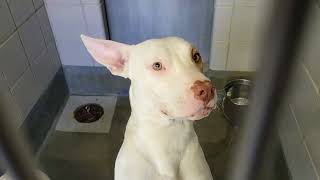 acs A666112