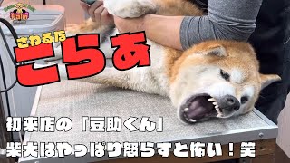 噛み犬トリミング初来店の柴犬噛まれないよ〜に噛まれないよ〜にグルーミング