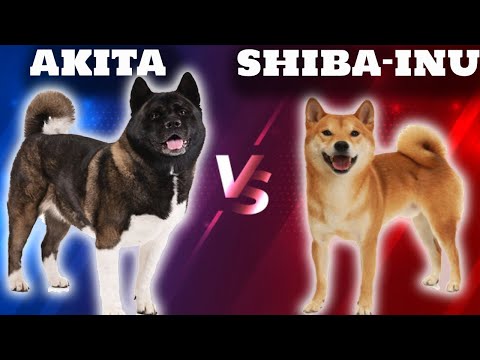 Video: Shiba Inu Dog Breed Ipoallergenico, Salute E Durata Della Vita