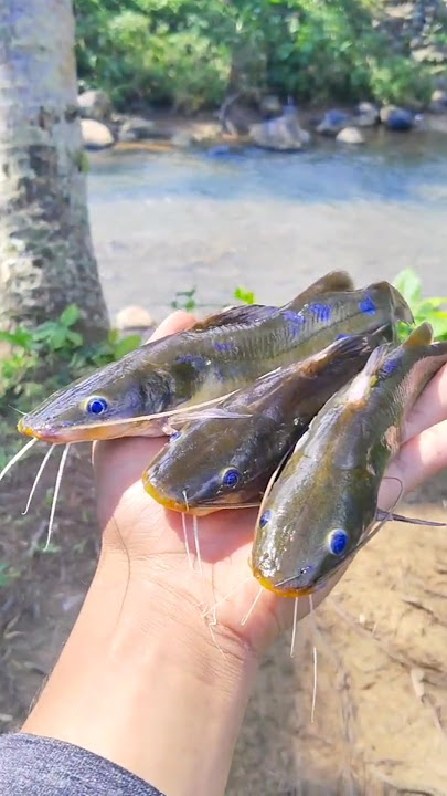 SPOT ANDALAN TAK PERNAH BOSAN ||cari ikan yang jarang ada di kampungku #ikanbaung