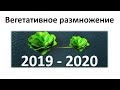 12. Вегетативное размножение (6 класс) - биология, подготовка к ЕГЭ и ОГЭ 2020