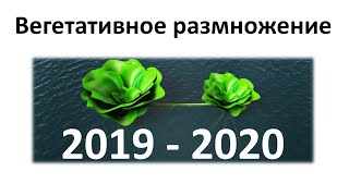 12. Вегетативное размножение (6 класс) - биология, подготовка к ЕГЭ и ОГЭ 2020