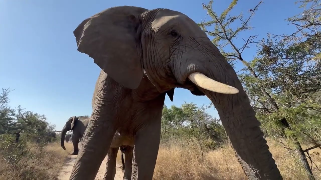 Get Up Close with Elephant Bull, Jabulani!