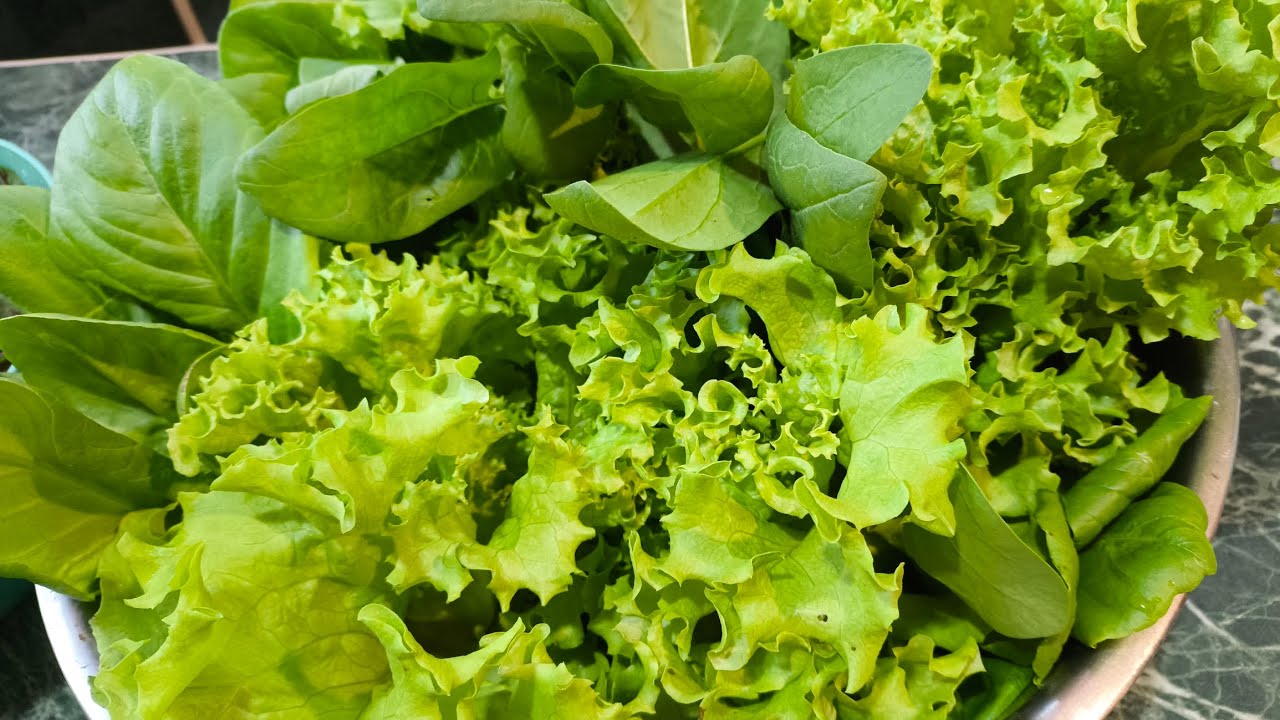 Розсада салату в теплиці без отоплення. #бджілка #українськийблогер #розсада #теплиця #весна 