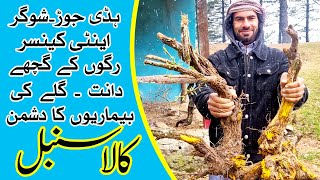 Kala Sumbloo Booti Ke Fawaid Sumbal Ki Lakri Jd Food Hunter