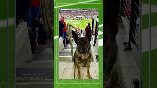 Who really took home the Lombardi trophy last night? #superbowl #lasvegas #dogs