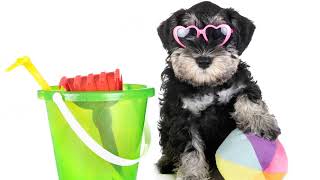 Have A Paw-Some Summer 😎 by Petland Knoxville 16,841 views 1 year ago 16 seconds