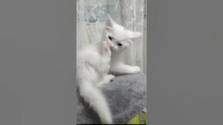 Video 4762121: catlover cats kittycat, kittycat catlover cute, catlover kittycat funny