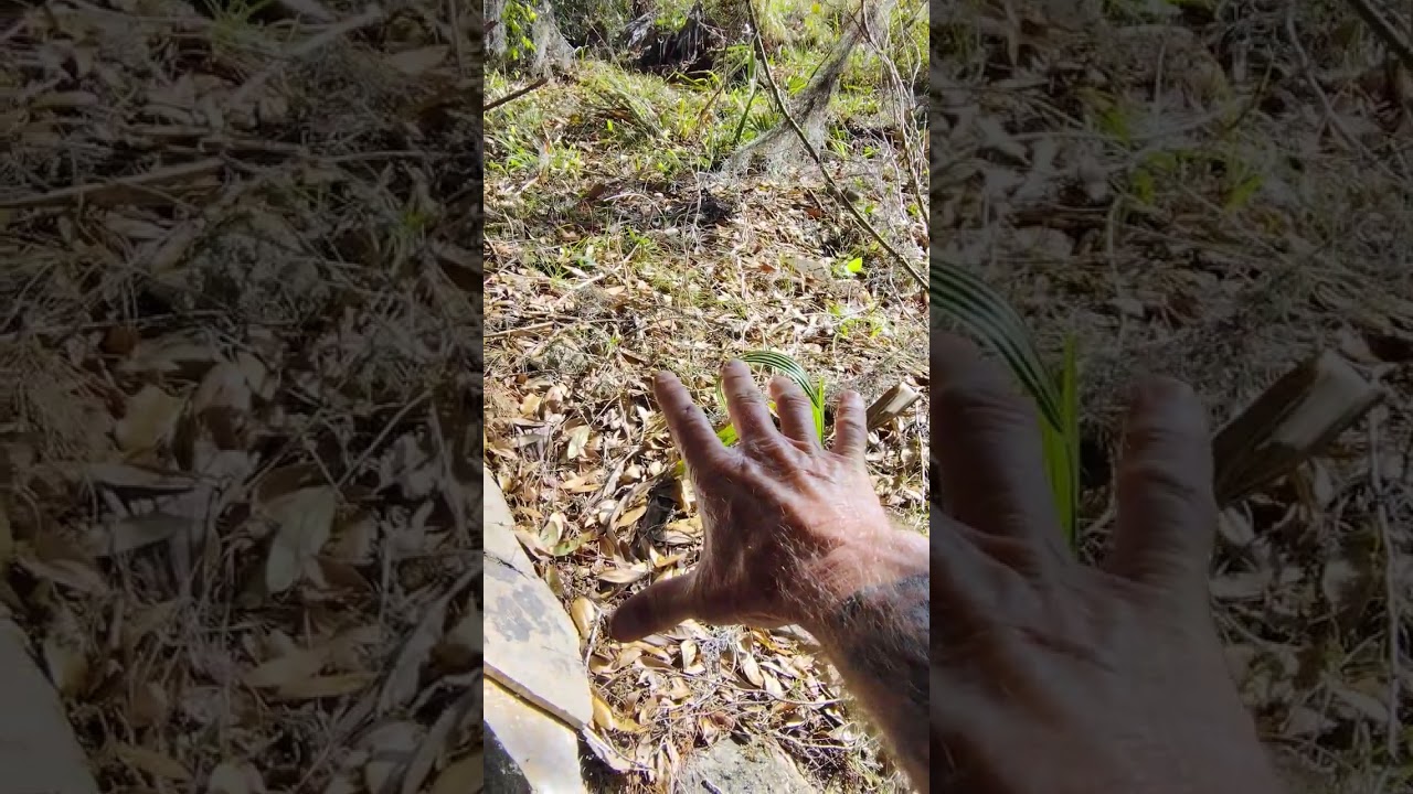 Early 20th Century Frenchman's Fields Structure- Volusia County, Florida 